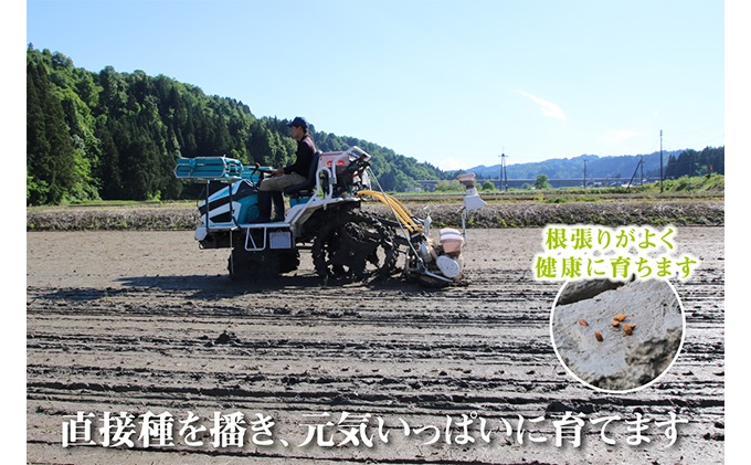 農家直送！ 魚沼産 コシヒカリ 精米 5kg 12ヶ月 連続お届け（ 米 定期便 こしひかり お米 こめ コメ 魚沼産コシヒカリ 魚沼 新潟 魚沼産こしひかり おこめ 白米 定期 お楽しみ 12回 ）