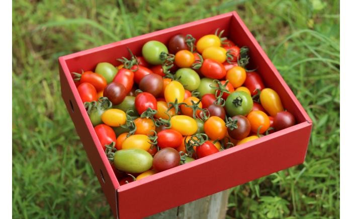 
                  石川農園 ミニトマト狩りBOX 1.7kg / トマト ミニトマト 野菜 甘い 鮮度 詰め合わせ / 恵那市 / クリエイティブファーマーズ [AUAH025]
                