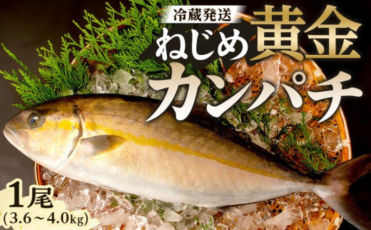 【ねじめ黄金カンパチ】1尾 約3.8kg (3.6～4.0kg) 着日指定可