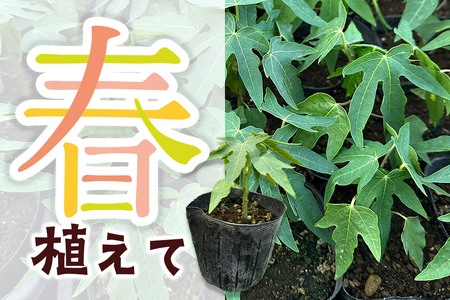 果物 苗 青パパイヤ 苗木 24本 群馬県板倉町 3寸ポット