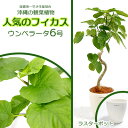 【ふるさと納税】★【沖縄の観葉植物】人気のフィカス ウンベラータ6号 ラスターポット インテリアグリーン ゴムの木 ゴムノキ ガーデン 風水 鉢植え 癒し 成長記録 成長記録 専門店 生活 オフィス おすすめ 暮らし おしゃれ 南国 日光 水やり お祝い 送料無料