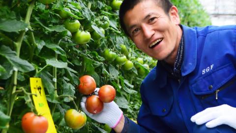 【2024年2月上旬発送開始】 スーパーフルーツトマト 中箱 約1.2kg × 2箱 （12～18玉/1箱） 糖度9度以上 フルーツトマト トマト とまと 野菜 [BC014sa]