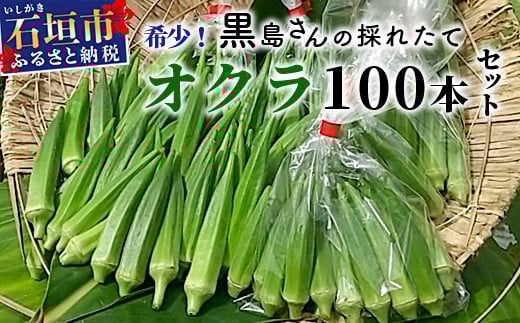 希少！黒島さんの採れたてオクラ100本セット（特別栽培、栽培期間中農薬不使用）6月初旬～順次発送【 沖縄県 石垣市 沖縄 石垣島 おくら オクラ 野菜 採れたて フレッシュ 夏野菜 冬野菜 南国 離島のいいもの 沖縄いいもの石垣島 】OI-7
