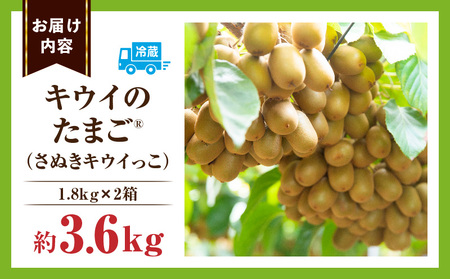 キウイフルーツ【キウイのたまごR】(キウイっこ)　約1.8kg×2箱 | キウイ フルーツ 果物 旬 旬の果物 キウイフルーツ デザート 生鮮食品 贈り物 贈答 お裾分け おすすめ 人気 ギフト グル