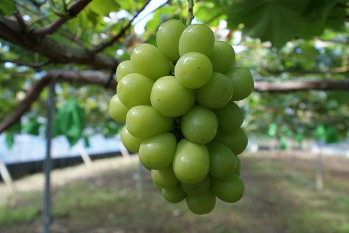 写真はイメージです。