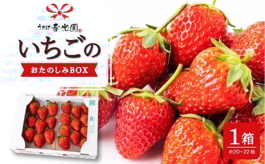 
            【選べる配送月】春光園 いちごのおたのしみBOX 1箱【2025年12月～2026年4月発送予定】 苺 いちご イチゴ 果物 くだもの 果実 フルーツ スイーツ デザート 食品 あまおう 紅ほっぺ かおりの 恋みのり あきひめ おたのしみボックス お楽しみ セット 九州 福岡県 うきは市 冷蔵
          