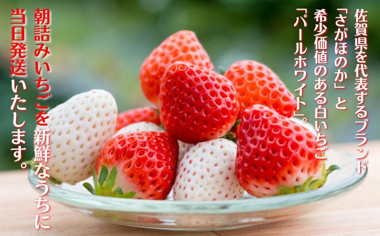 佐賀県産いちご さがほのか＆パールホワイト 紅白セット：B140-008