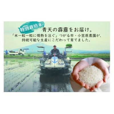ふるさと納税 つがる市 青天の霹靂(特別栽培米) 白米5kg 令和7年産 [0898] |  | 02