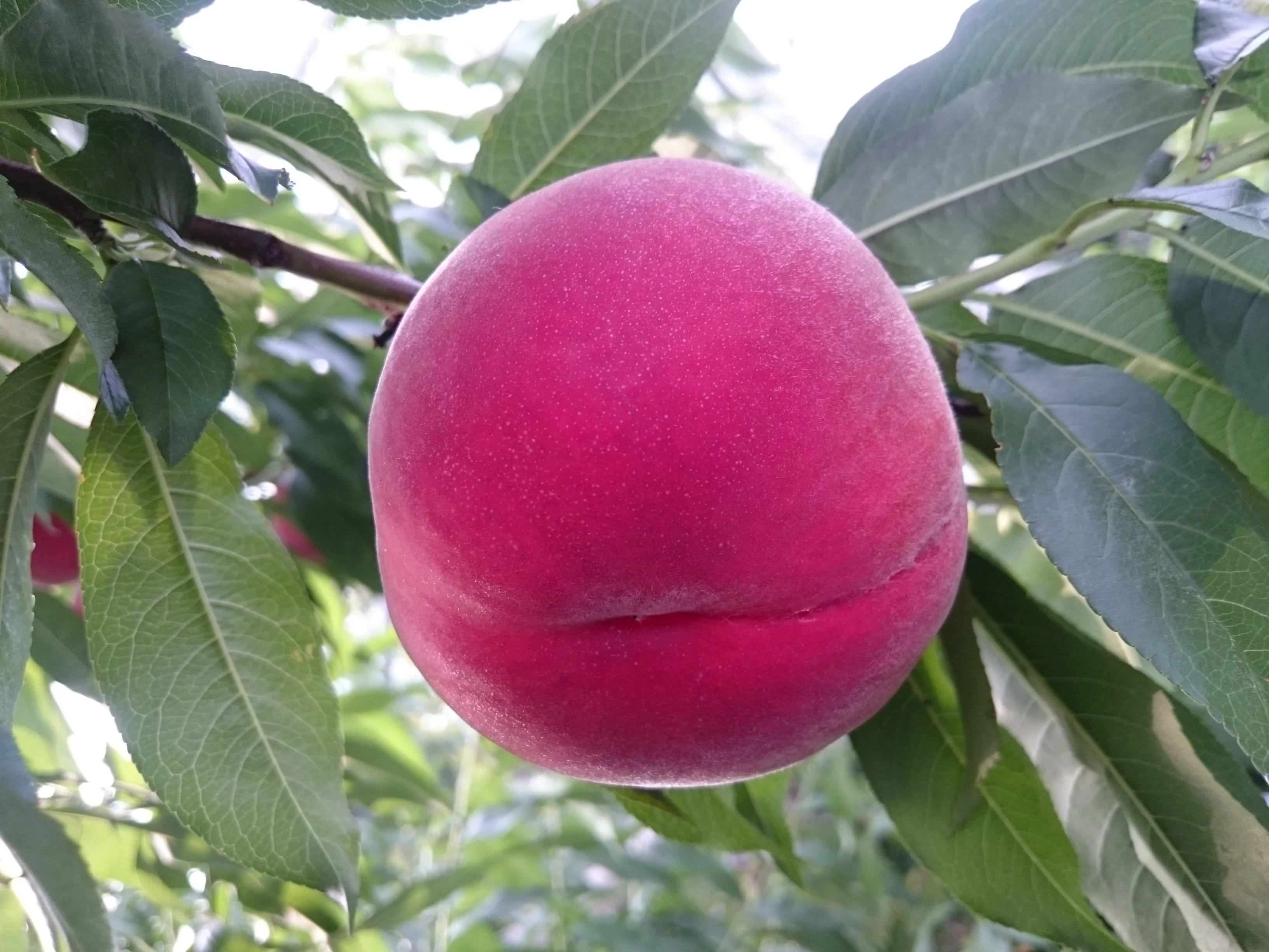 【ふるさと納税】 ＜2026年発送先行予約＞ 南アルプス市産　桃（約3kg） ふるさと納税 おすすめ 山梨県 南アルプス市 送料無料 ALPCM006