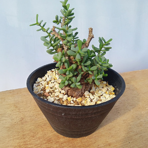 ケラリア・ピグマエア (発根管理済) A009｜観葉植物 コーデックス 盆栽 鉢植え インテリア ハコネコ [0662]