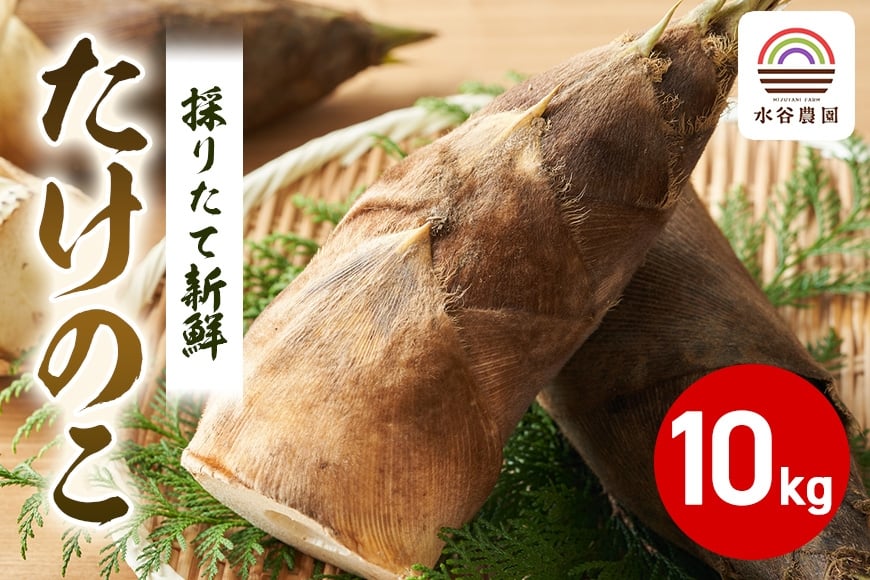 
                  採りたて新鮮タケノコ 山菜 タケノコ 筍 野菜 採れたて 新鮮 水谷農園 茨城県 石岡市 A46-001
                