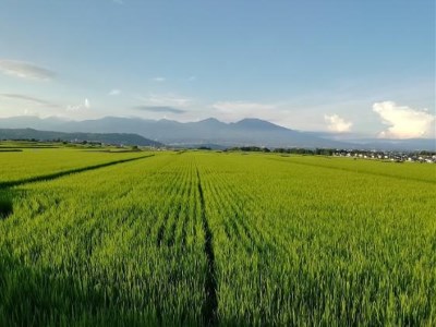フナで育てた「五郎兵衛さんのお米」農薬不使用米5kg＜出荷開始：2023年10月初旬以降順次配送＞