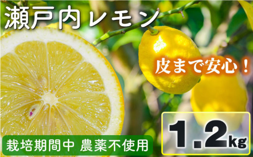 【2027年1月中旬頃から順次発送】 瀬戸内レモン 1.2kg レモン れもん 檸檬 レモン果汁 酸味 果物 ビタミン 健康 フルーツ 柑橘 農家直送 産地直送 数量限定 国産 愛媛 松山 レモン レモンサワー ジュース チューハイ 果物 くだもの 果実 フルーツ 有名 愛媛 愛媛県産 瀬戸内 ビタミン れもん デザート スイーツ 人気 おすすめ