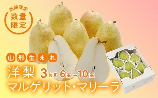 《先行予約 2026年度発送》【王将果樹園】洋梨マルゲリット・マリーラ 3kg なし ナシ 梨 デザート フルーツ 果物 くだもの 果実 食品 山形県 FSY-2569