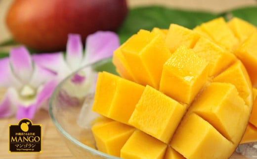 【 先行予約 2026年発送 】マンゴランのこだわりマンゴー秀品 1kg