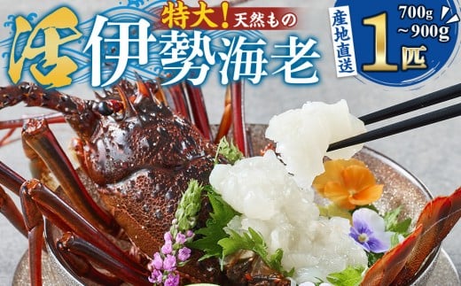 
            【特大】天然 活 伊勢海老 １匹（700g～900g）南紀黒潮イセエビ 年末年始 お正月 お届け可 【着日指定必須】｜期間限定 漁師直送 海鮮 海老 とれたて 人気 高級 産地直送
          