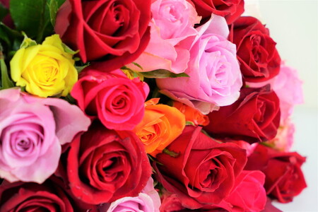 生産農家直送！大輪のバラ花束15本セット_AL03 ※沖縄・離島への配送不可 贈答用/プレゼント/ギフト/薔薇/産地直送/自分へのご褒美