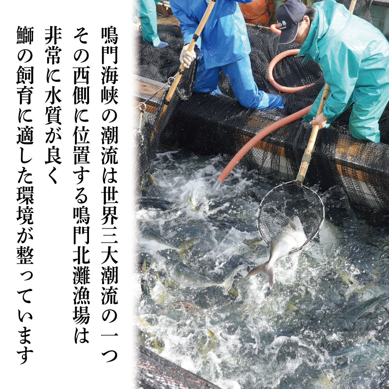 すだちぶり 2柵 カマ入り 10月から11月末まで発送 すだち ぶり 鰤 刺身 ぶりしゃぶ 切り身 さしみ カマ ぶりかま ご飯 米 こめ 丼 柑橘 塩 焼き ブランド 鮮度 新鮮 下処理済み 簡単 