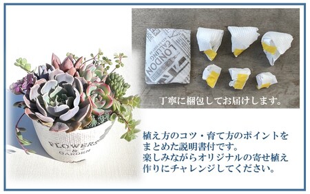 1884R_自分で植える多肉植物/エケベリア系苗※ピンセット付きBセット