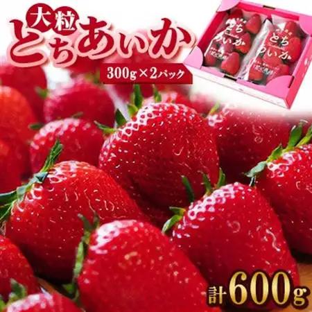 【春イチゴ】 大粒『とちあいか』(300g×2パック)_果物・フルーツ いちご  イチゴ 苺_【配送不可地域：離島・沖縄県】【1284042】