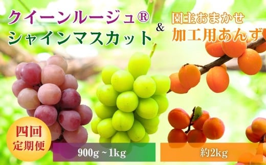 【2026年先行予約】スイートなときめき 加工用あんず＆ぶどう定期便４回｜杏子 アプリコット 加工用 果物 フルーツ 白ぶどう 葡萄 ブドウ 種無し 種なし 皮ごと 千曲市 長野県 信州