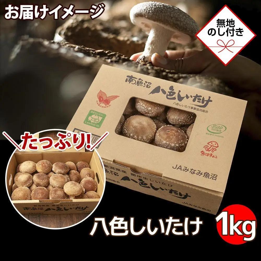 【無地のし】 南魚沼産 八色 しいたけ 1kg シイタケ 椎茸 生しいたけ きのこ キノコ 肉厚 越季 新潟県 南魚沼市