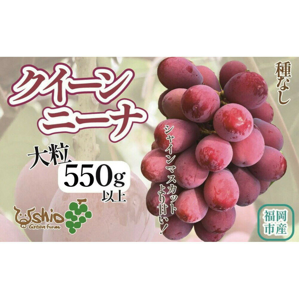 【ふるさと納税】ぶどう 福岡市産クイーンニーナ 550g (1房)【北海道・沖縄・離島発送不可】【2027年7月23日以降順次発送】 果物 フルーツ 大粒 ぶどう 葡萄 ブドウ 食べ比べ くだもの 食品 高級 旬 おすすめ 送料無料 福岡県 福岡市　お届け：2027年7月下旬～9月中旬