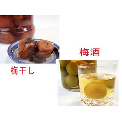 ふるさと納税 紀美野町 【梅干・梅酒用等】紀州和歌山の熟南高 生梅赤秀品(大玉4L-2kg) 6月上旬から7月上旬順次発送 |  | 02