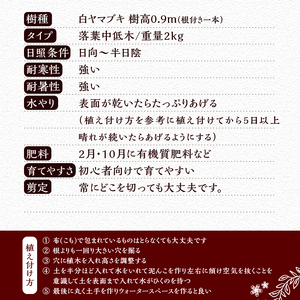 植木　白ヤマブキ　0.9ｍ