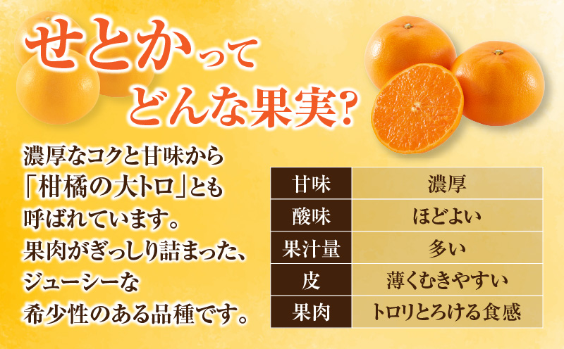 数量限定 柑橘の大トロ せとか 計3kg以上 先行予約 フルーツ 果物 くだもの 柑橘 みかん オレンジ 期間限定 2025 希少 フルーツサンド フルーツ大福 国産 食品 おすすめ デザート おやつ