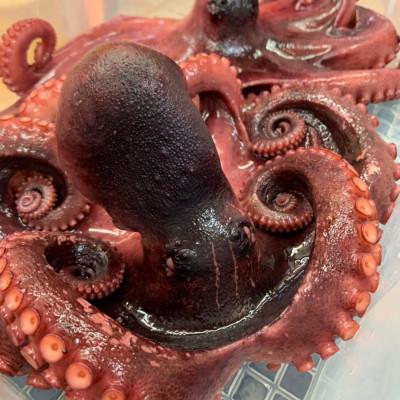 ふるさと納税 南知多町 篠島産・自家製茹で蛸(たこ)600g(無添加タコ足)酒のつまみやタコパに!CAS冷凍で旨味ばっちり |  | 01