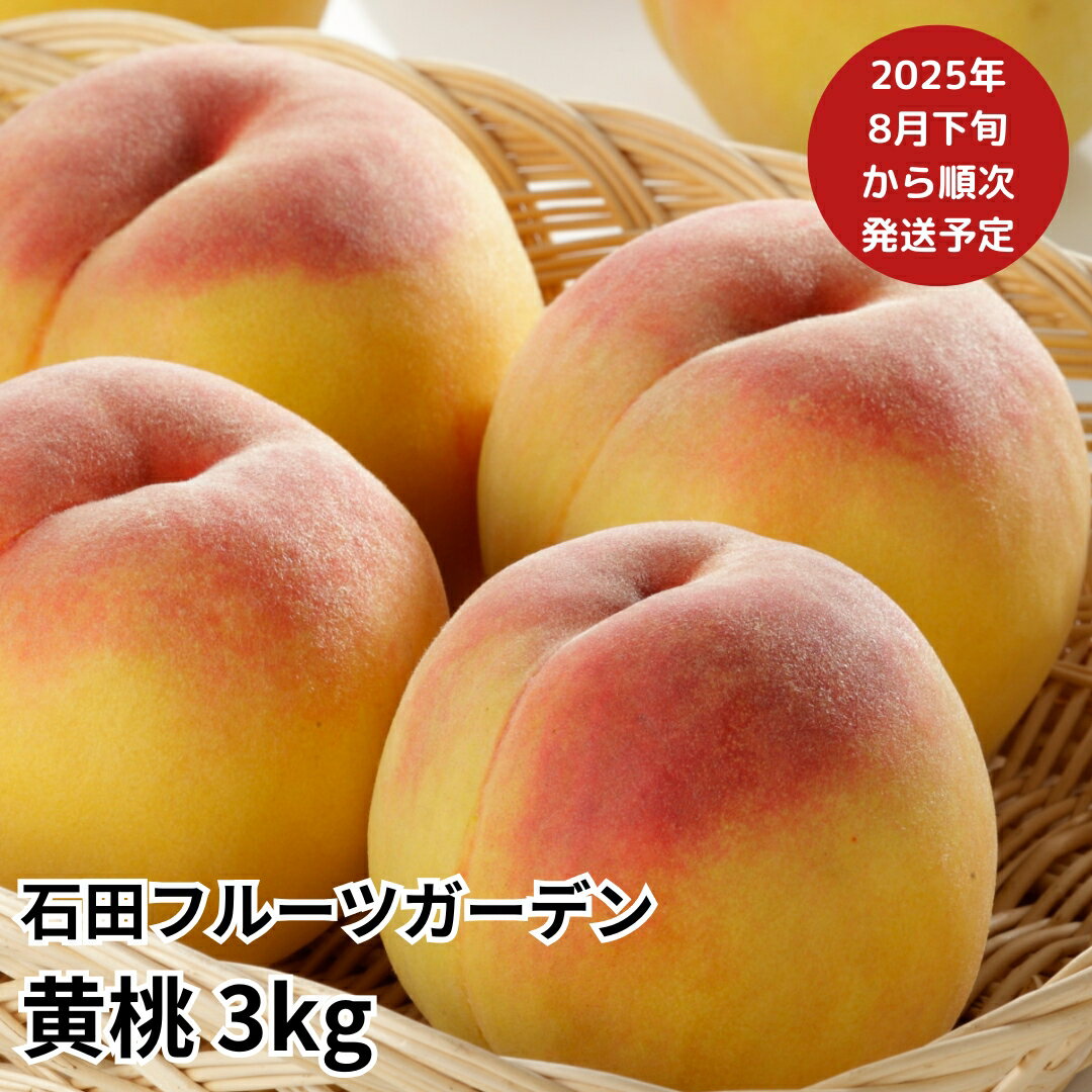【ふるさと納税】先行予約 黄桃 約3kg (9〜11個入) 新潟フルーツ [2025年発送分] 令和6年度 新潟県産黄桃 [石田フルーツガーデン] 【015P059】