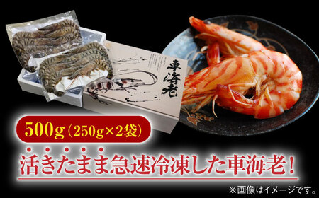 車海老 計500g（250g×2袋）/ 刺身 しゃぶしゃぶ 伊万里特産 プロトン冷凍 エビ えび 海老 車海老 / 佐賀県 / 拓水 伊万里クルマエビセンター [41AEAJ007]