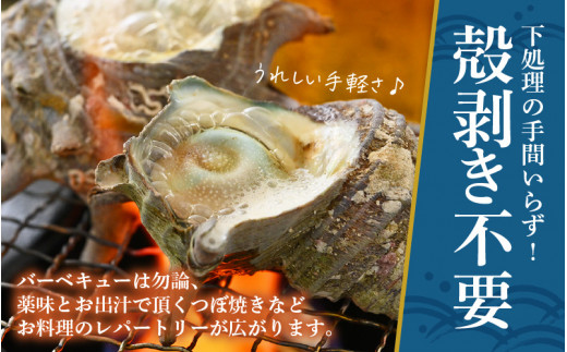【先行予約】 天然 さざえ ボイル済 13～15個入 1kg（500g × 2袋）産地直送でお届け！【2025年6月10日～9月30日の期間に順次発送】 【越前町産 栄螺 サザエ 冷凍 小分け 海鮮 