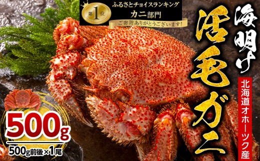 
                  【2027年先行予約／着日指定可】北海道オホーツク産海明け活毛ガニ　ボイル未冷凍配送(チルド 冷蔵配送)　500g前後　1尾 _03499
                