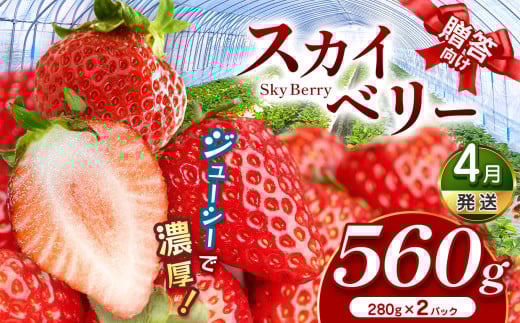 スカイベリー（贈答向け）【4月発送】280ｇ×2p | 贈答品 プレゼント 新鮮 完熟 いちご 旬 スカイベリー 苺 ストロベリー 高級 産地直送 大容量 人気 高評価 真岡市 栃木県 送料無料