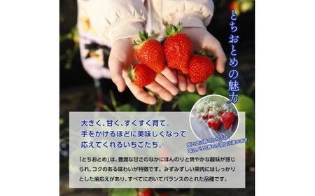 【4月発送】とちおとめエクセレント（12粒or15粒）1箱