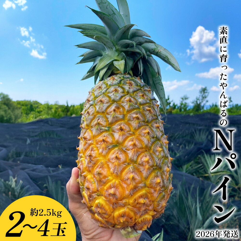 【ふるさと納税】素直に育ったやんばるのNパイン　2～4玉（約2.5kg） 2026年発送 沖縄県産 東村 パイナップル ジューシー 希少 高級フルーツ 南国フルーツ 国産フルーツ 農家直送 パイン 果物 贈り物 おすすめ お土産 人気 やんばる 大自然 南国気分 沖縄本島北部