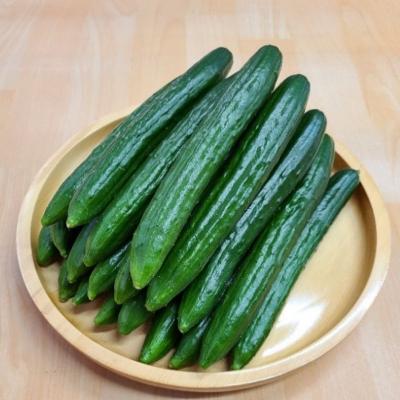 ふるさと納税 福島市  JGAP農家の採れたて新鮮きゅうり　約2kg 秀級品No.2973 |  | 01