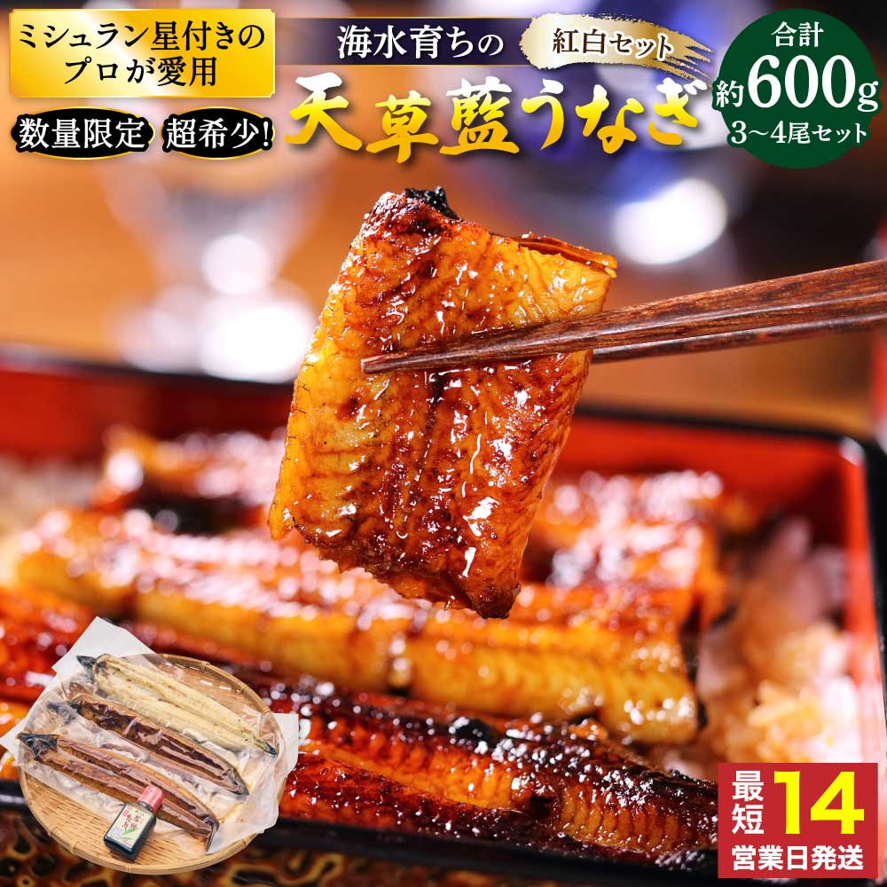 【ふるさと納税】【ミシュラン1つ星店 採用】 うなぎ 〈数量限定〉海水育ちの天草藍うなぎ 紅白 3〜4尾セット (計約600g) 鰻 ニホンウナギ 惣菜 熊本県産 九州 国産 冷凍 送料無料