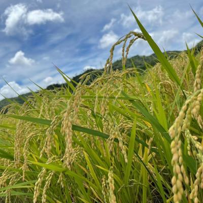 ふるさと納税 名護市 令和7年産 精米 羽地米(ひとめぼれ) 5kg |  | 01