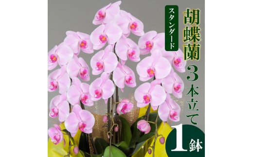 母の日 ギフト 花 人気 胡蝶蘭 3本立て ピンク スタンダード お祝い プレゼント 贈り物 贈答 須崎洋蘭園 SY003