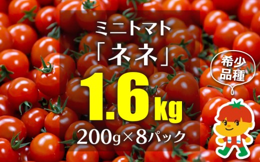 ミニトマト「ネネ」1.6kg（200g×8パック）　トマト ミニトマト ネネ おすすめ 幻 希少 貴重 品種 フルーツ 高糖度 甘い 赤 皮 薄い ジューシー みずみずしい 手選別 千葉県 富津市 房総 白石農園