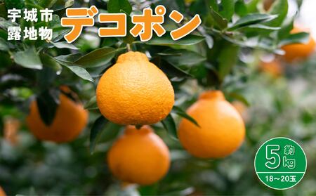 【先行予約】デコポン発祥の地 宇城産 露地物デコポン 約5kg（18～20玉）【2026年3月上旬〜3月下旬頃発送予定】