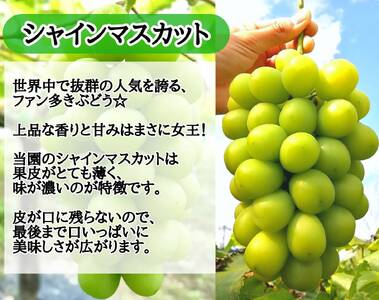 【訳あり】岡山県産 林ファミリーのシャインマスカット 約2kg（約3～5房） 【2025年先行予約】 / ご家庭用 岡山 真庭市 ぶどう 果物 フルーツ 【hfami022】