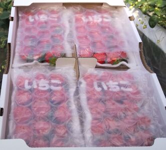 【予約受付中！2024年2月から順次発送】たっぷり 満タンいちご 約1kg（約250gパック4パック） 紅ほっぺ、よつぼし、恋みのり　から厳選