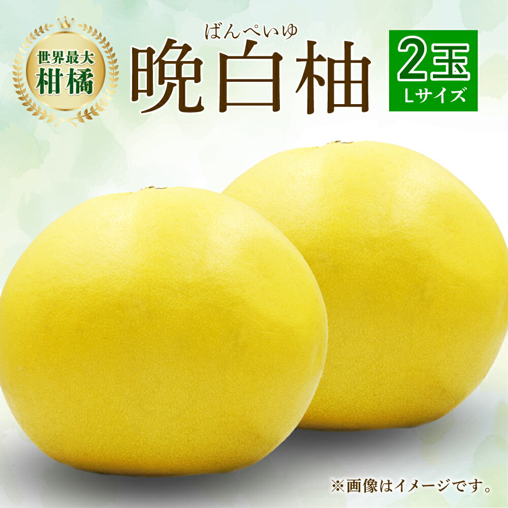 【ふるさと納税】【先行予約】八代特産 晩白柚 Lサイズ 2玉 （1玉あたり約1.5～1.8kg）ばんぺいゆ 柑橘 果物 くだもの フルーツ 熊本県 送料無料 【2025年12月上旬より順次発送】