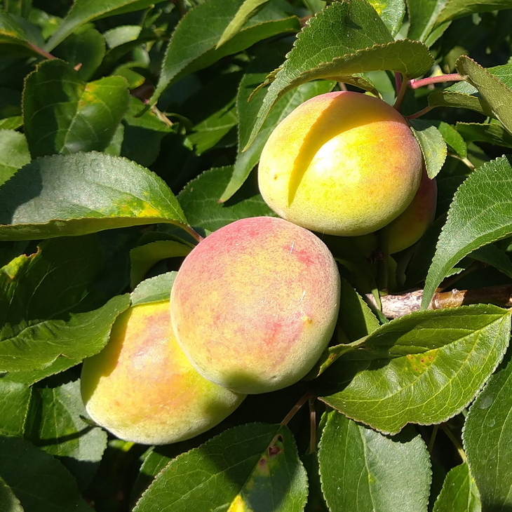 ＜6月発送＞家庭用 紀州南高梅(青梅)3kg+90g（傷み補償分）【朝摘み・とれたて直送便】【梅干し・梅酒・梅ジュース】【和歌山産】【わけあり・訳あり】※北海道・沖縄・離島への配送不可　※2025年6