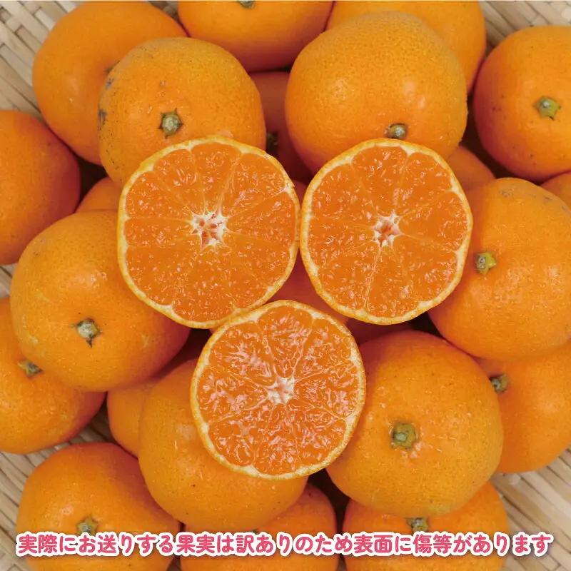 訳あり 完熟 プチ みかん 早生みかん 10kg 杉本屋 B018-143018