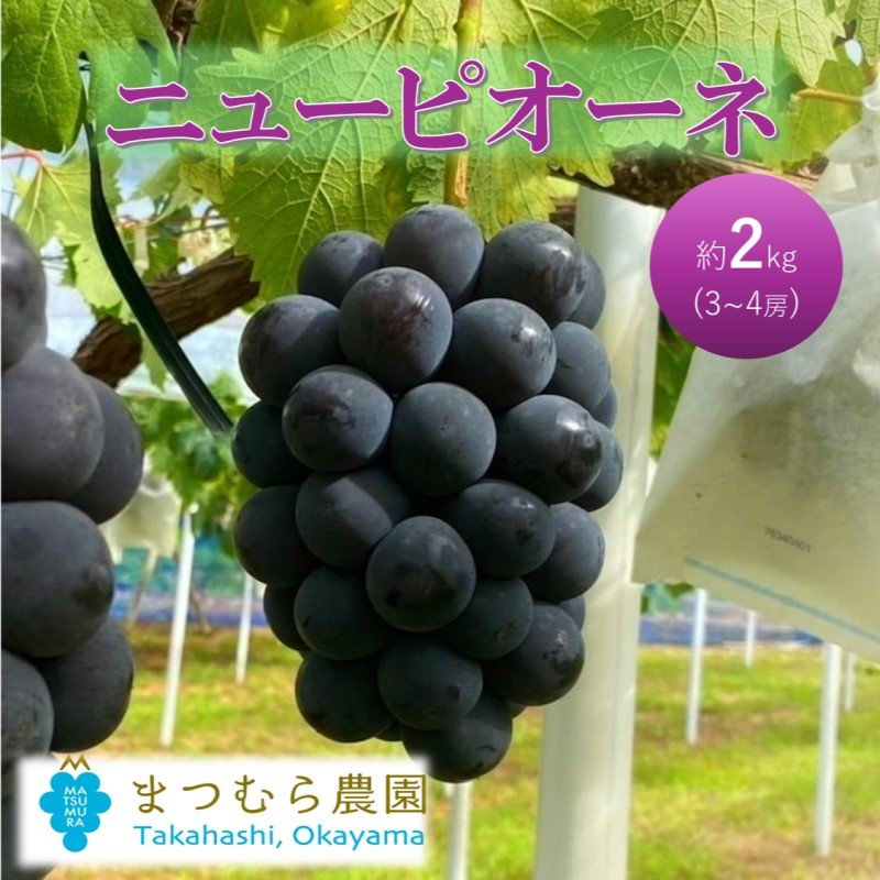 
            [№5615-0738]早期受付 ぶどう ピオーネ 約2kg（3～4房）岡山県高梁市産 まつむら農園 個装箱入り 葡萄 ブドウ 贈り物
          